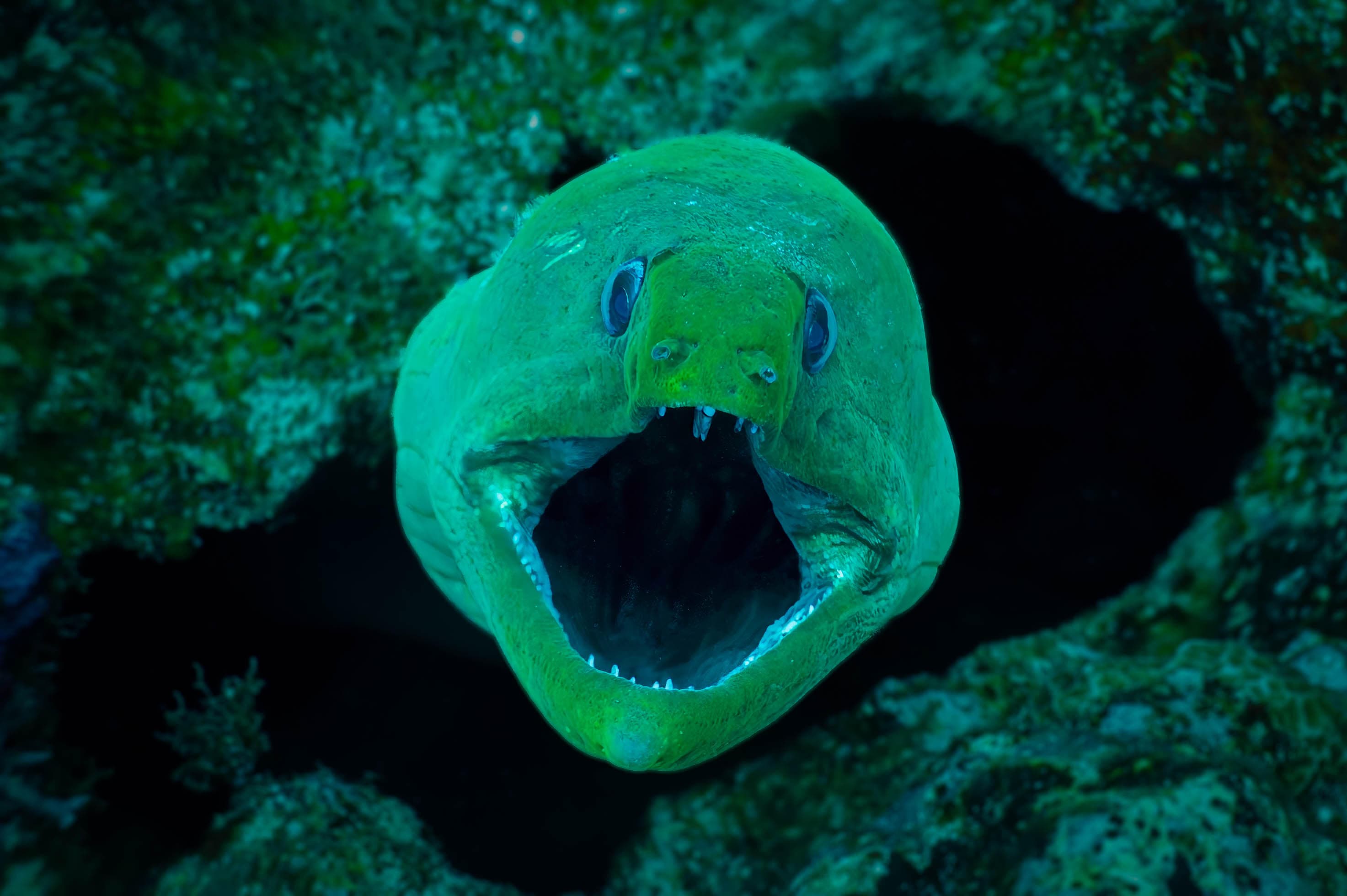 A close-up of a green moray eel with its mouth wide open underwater.