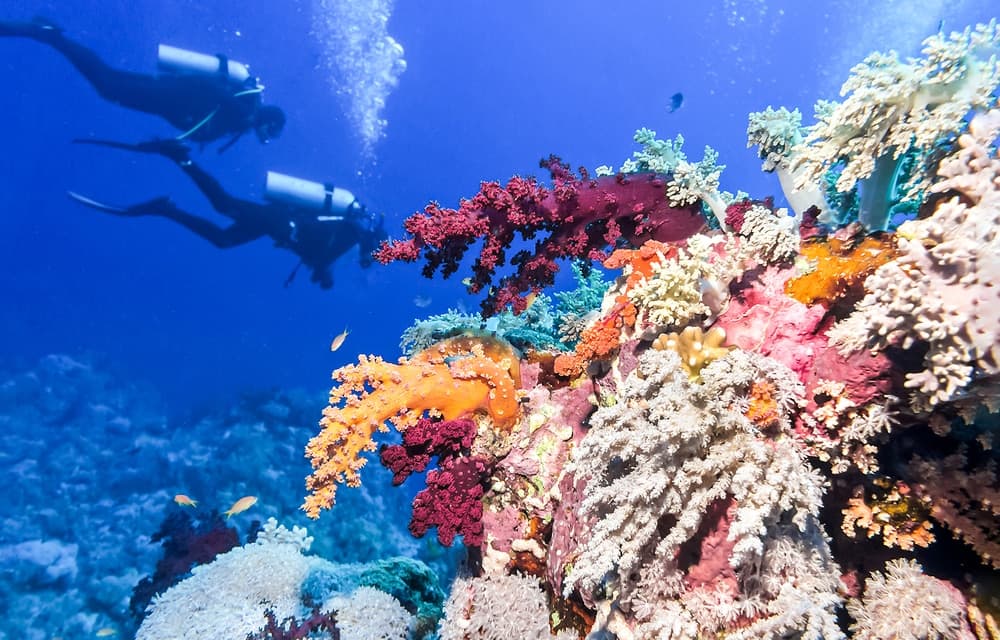 Two divers swim above a vibrant coral reef teeming with colorful marine life.