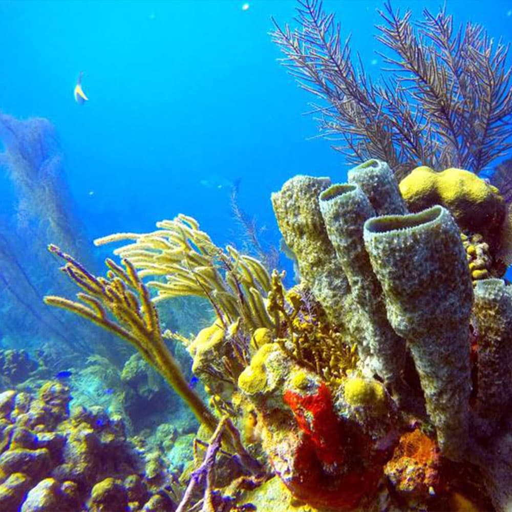 Vibrant underwater scene featuring colorful coral formations and aquatic plants.