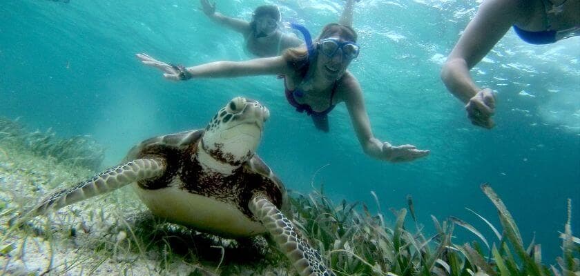 A sea turtle swims near two snorkelers in clear, blue water.