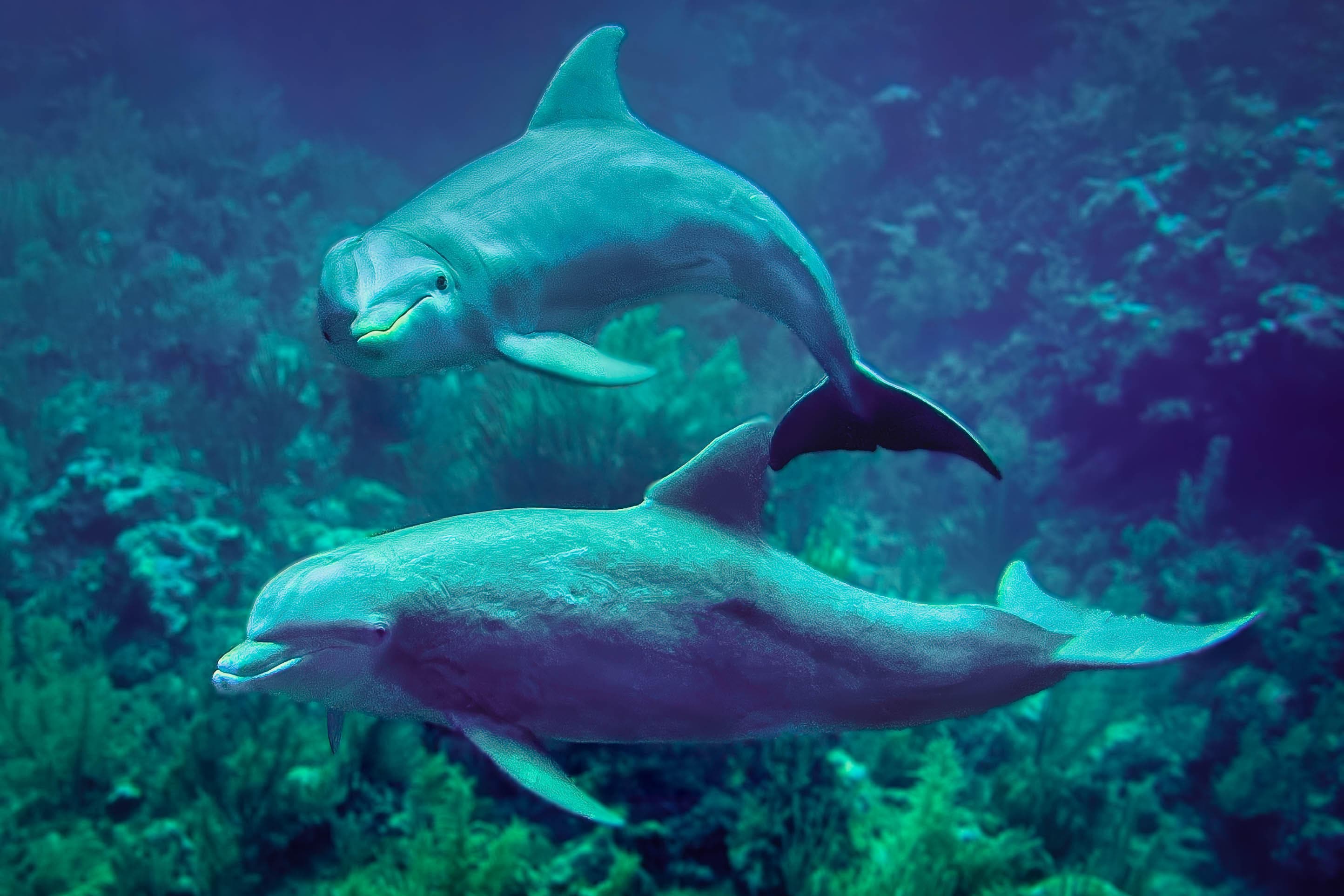 Two dolphins swim gracefully underwater amidst colorful coral.