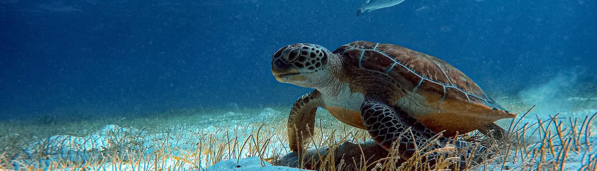 A green sea turtle swims over a sandy ocean floor with seagrass in the background.