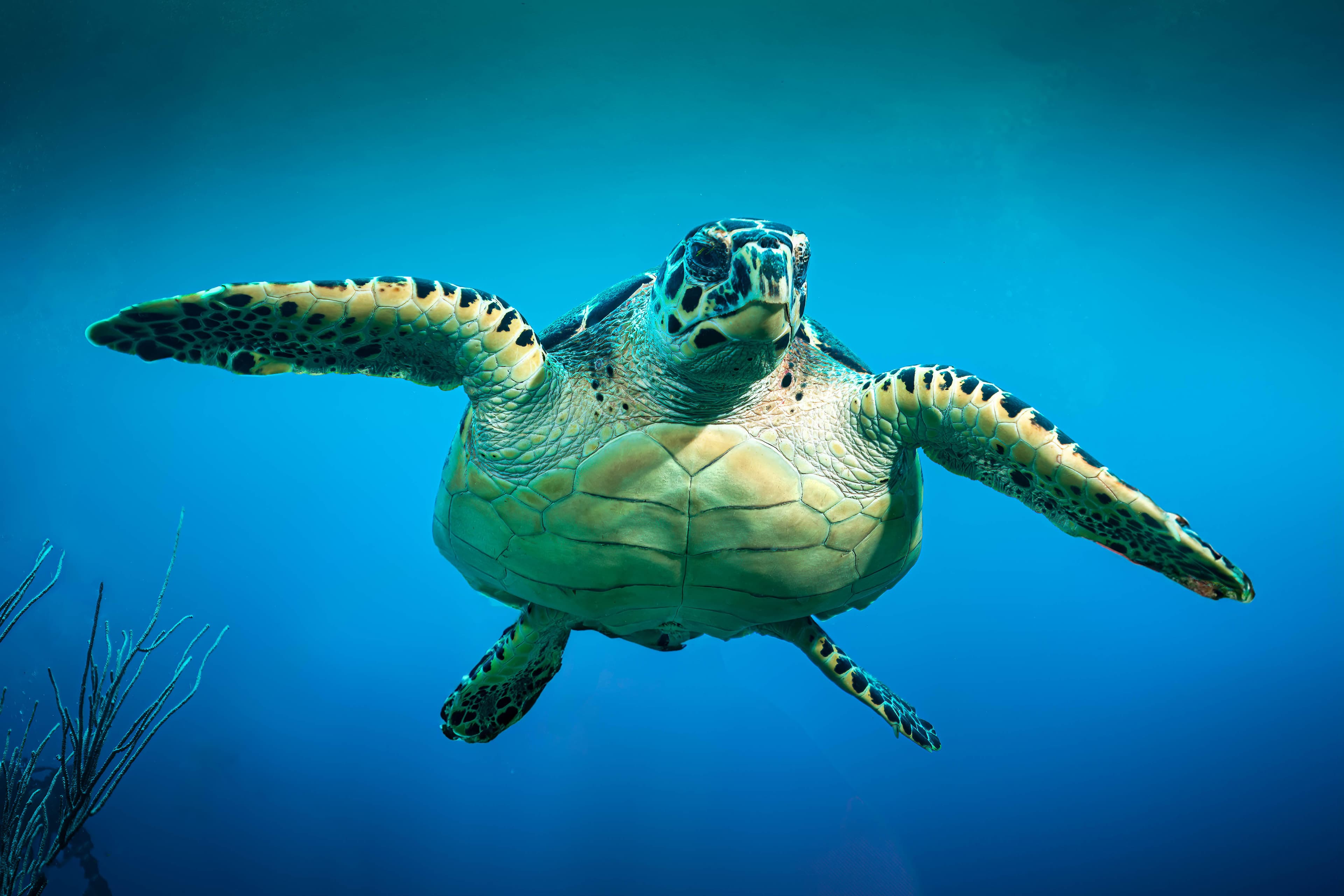 A sea turtle swimming gracefully underwater against a blue background.