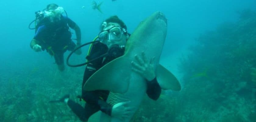 A diver holds a shark underwater with another diver in the background.