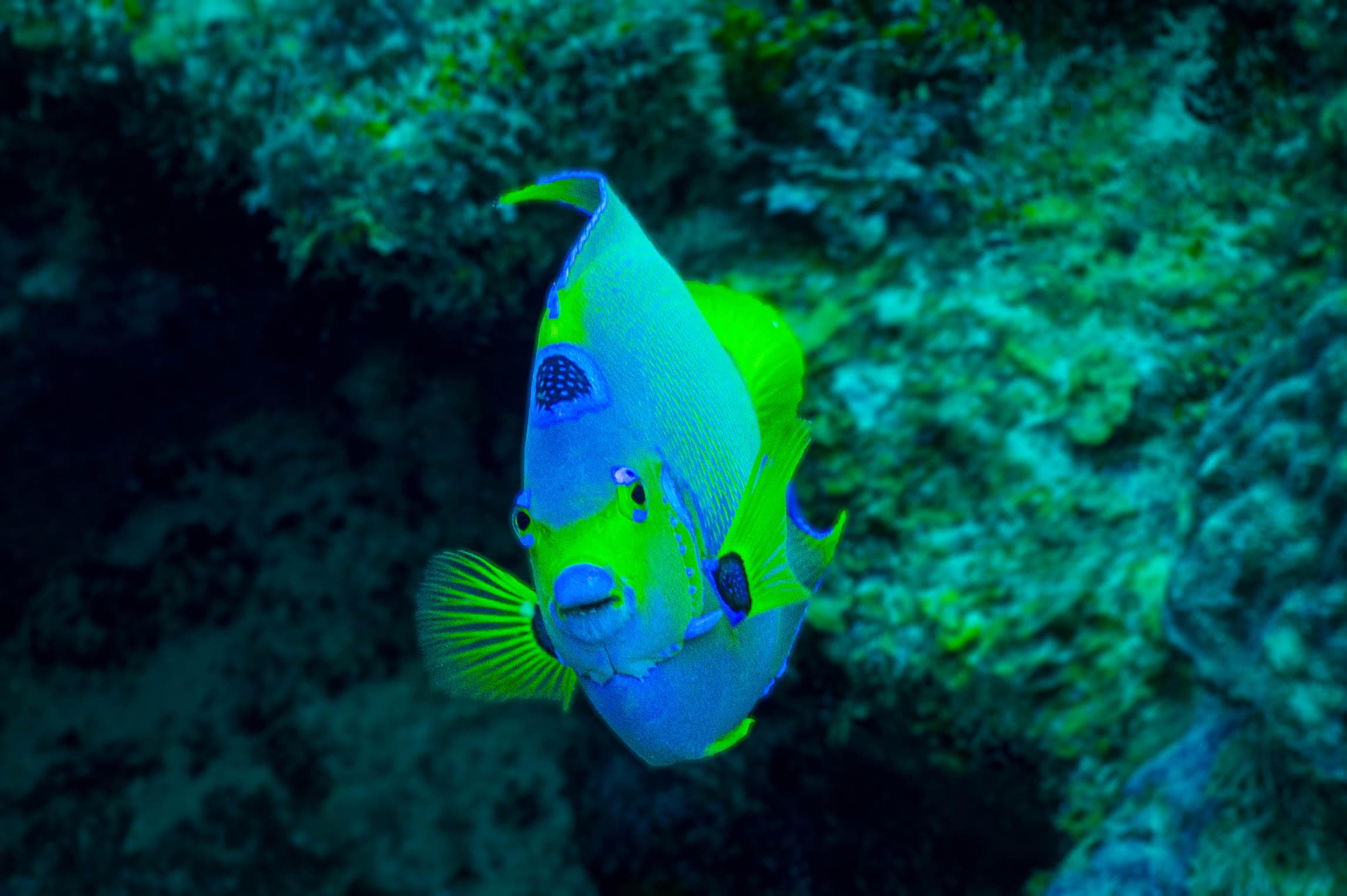 A brightly colored fish swims through a vibrant underwater environment.