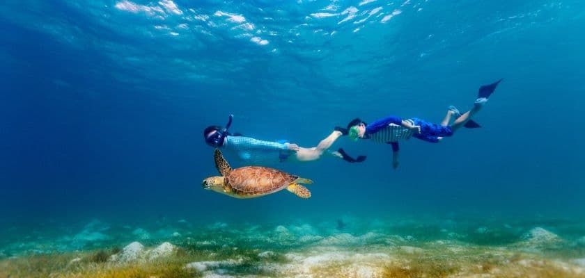Two snorkelers swim with a sea turtle in clear blue water.