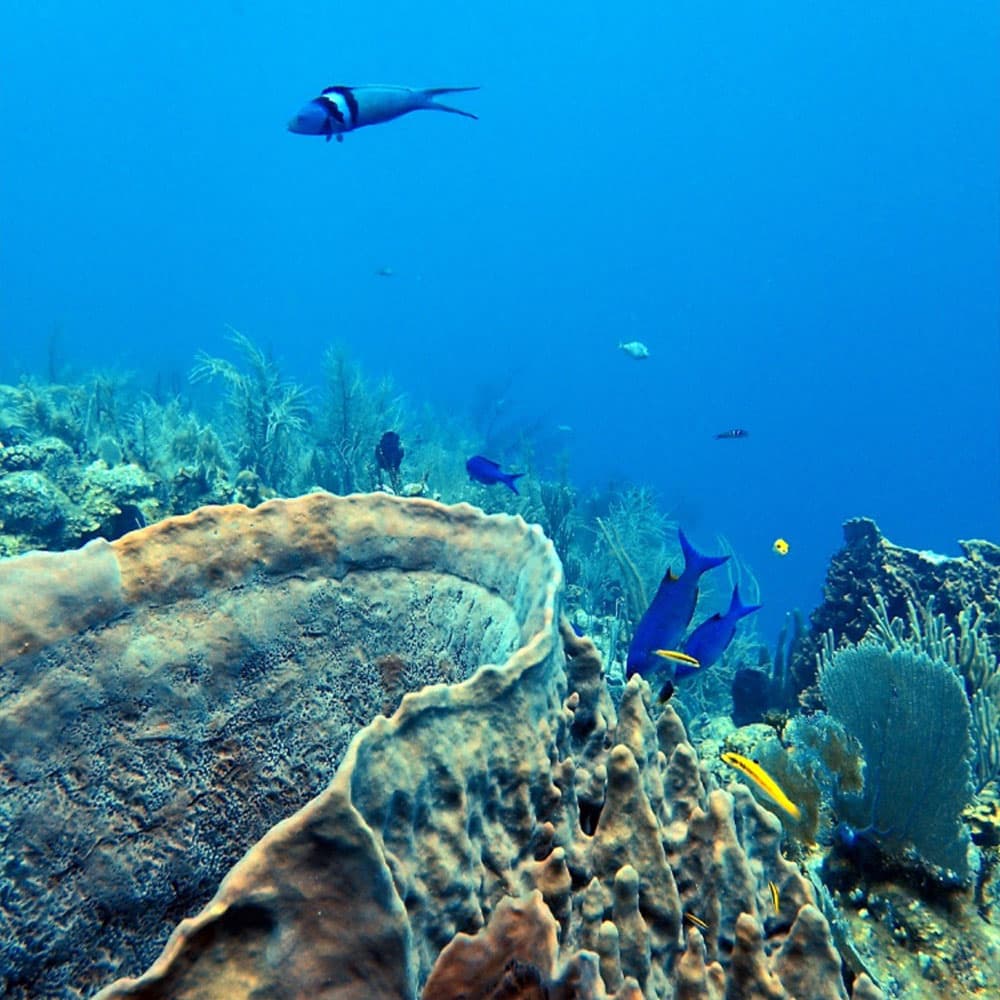 Underwater scene featuring colorful fish swimming among coral formations.