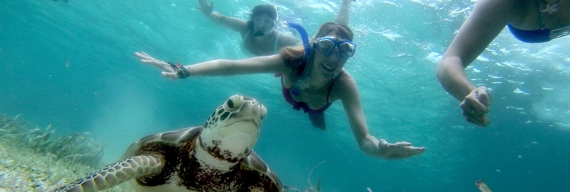 A snorkeler interacts with a sea turtle underwater.