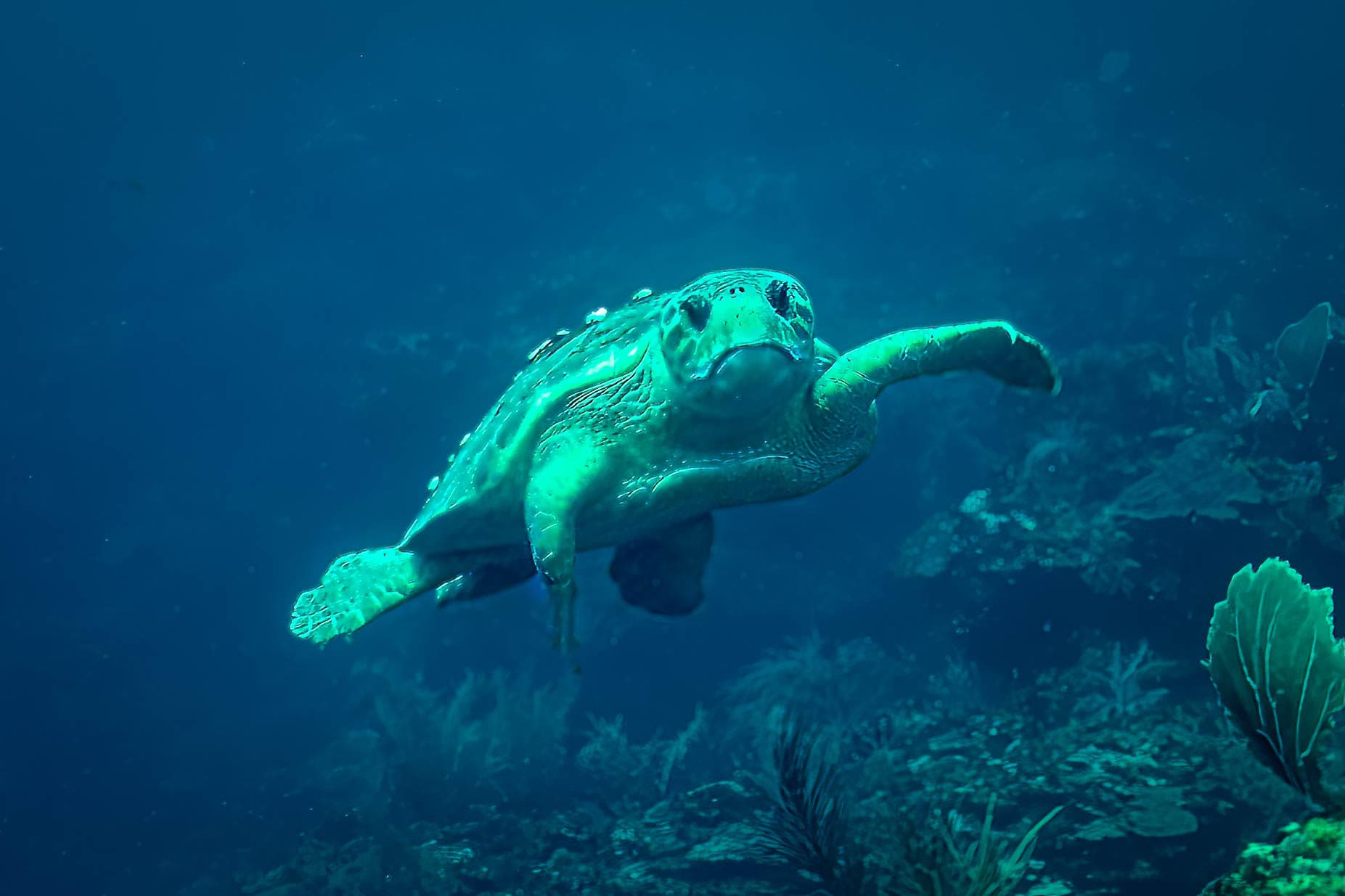 A sea turtle swims gracefully underwater amidst marine vegetation.