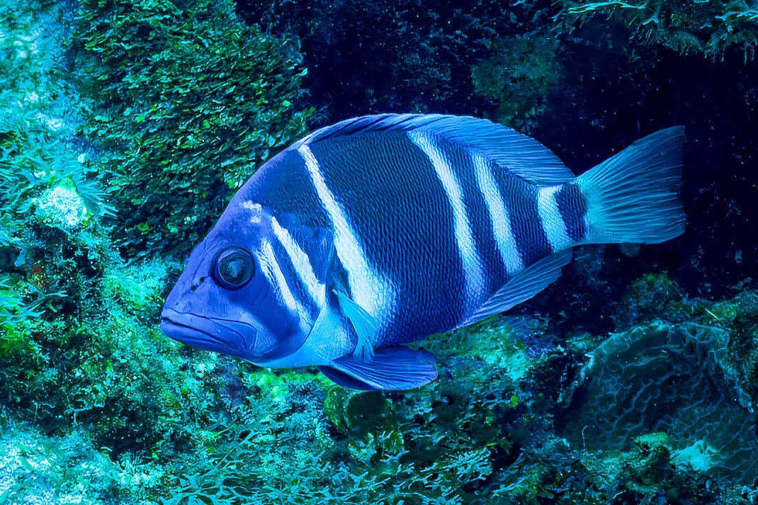 A vibrant blue and striped fish swims among coral in a clear oceanine setting.