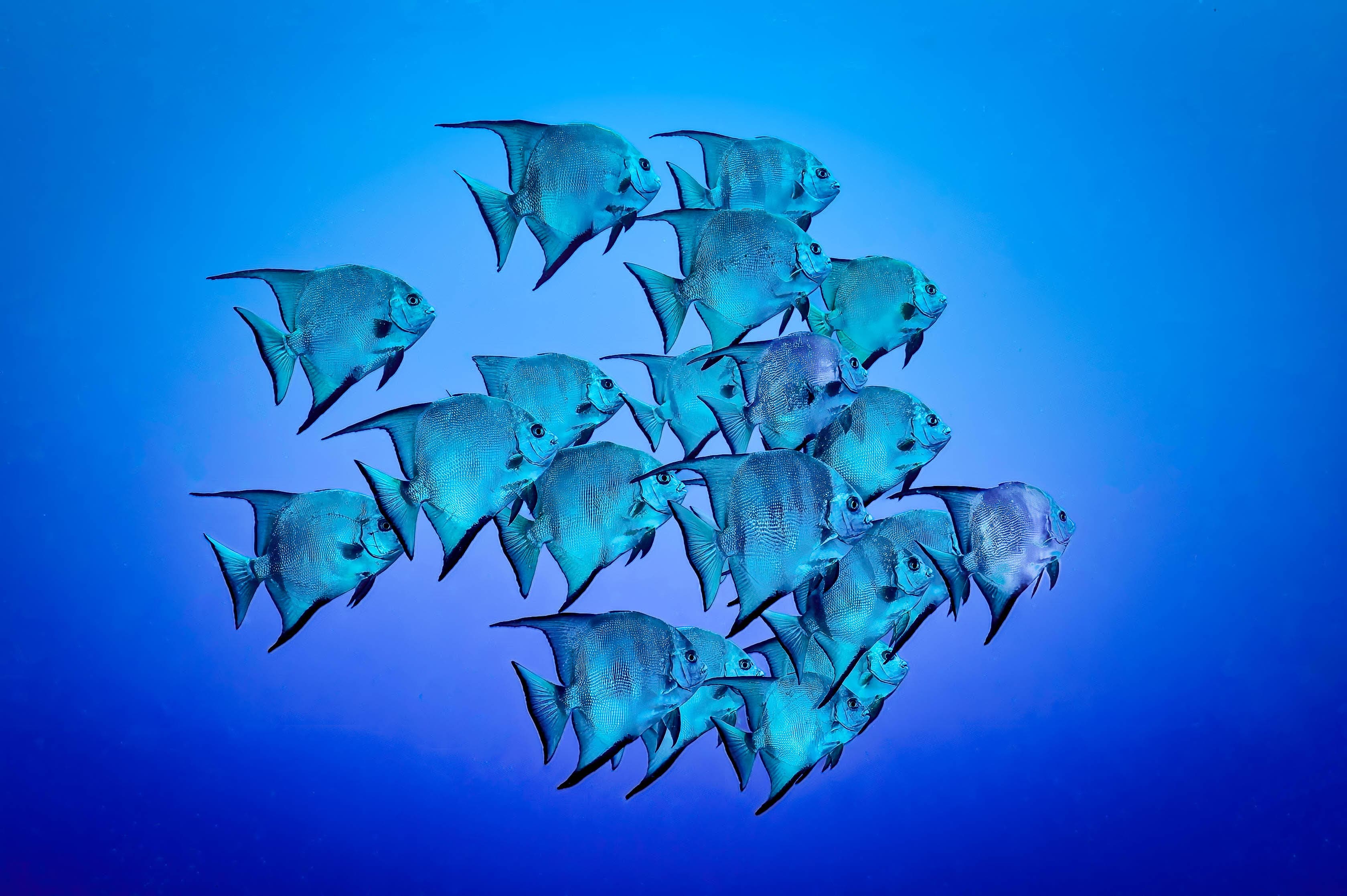 A school of blue fish swimming in a gradient blue underwater scene.