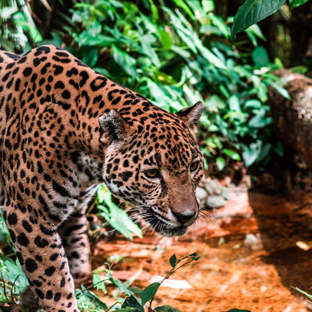 A close-up of a jaguar walking through lush greenery.