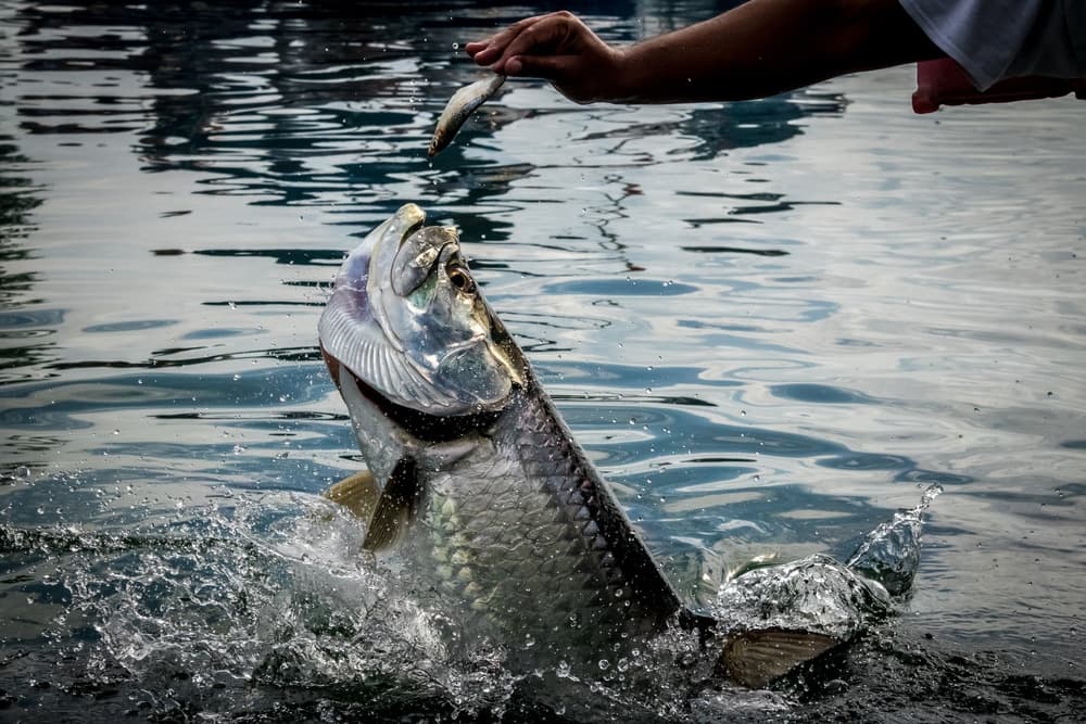 A large fish jumps out of the water towards a hand holding a smaller fish.