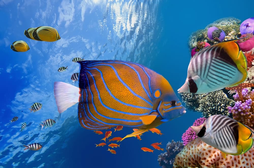 A vibrant underwater scene featuring a colorful fish swimming alongside a variety of other marine species and coral.
