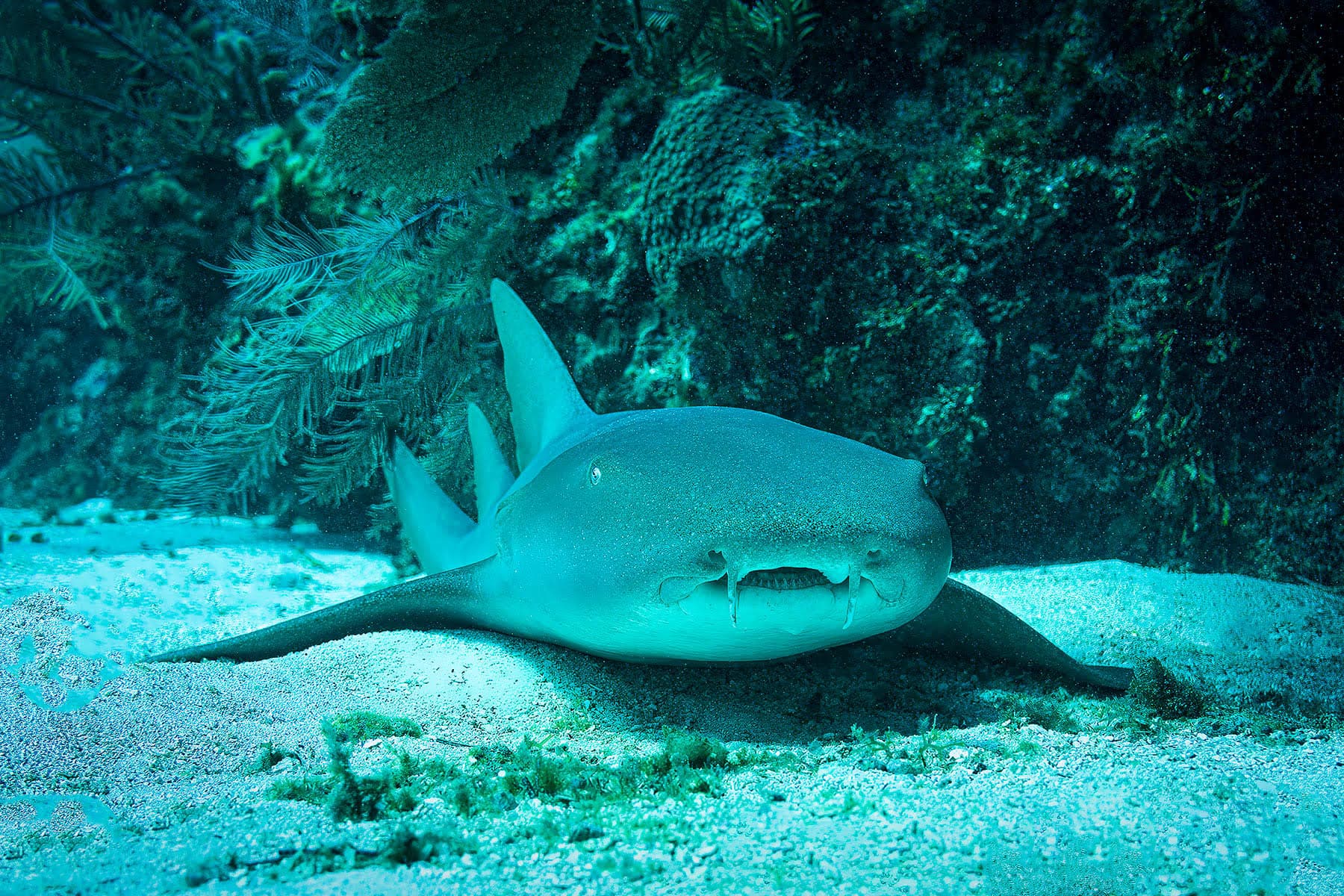 A nurse shark resting on the ocean floor surrounded by coral and aquatic plants.