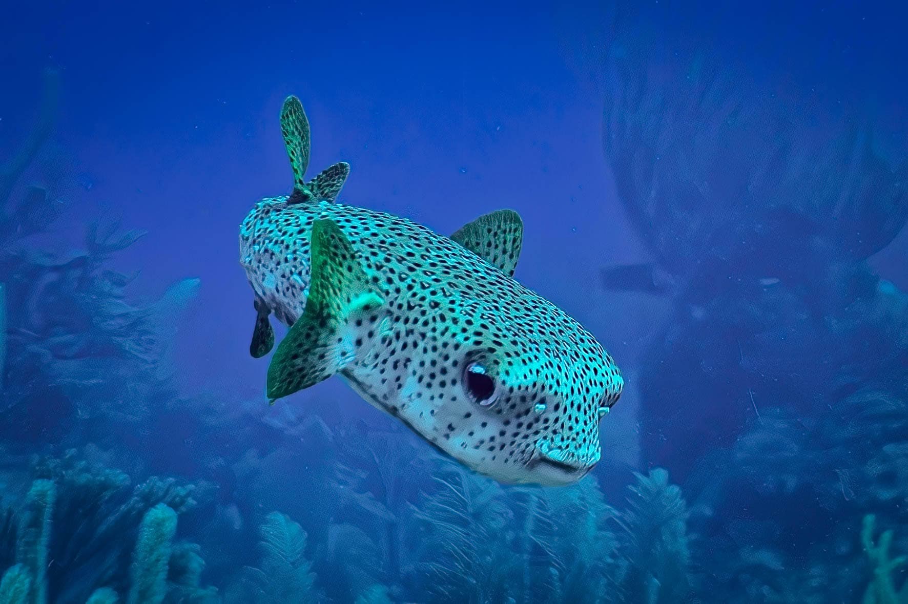 A spotted fish swims gracefully in deep blue water filled with coral.