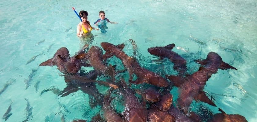 adult and child standing in shallow water surrounded by nurse sharks