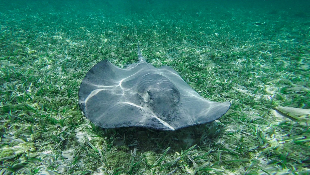 A sting ray along the bottom of Shark Ray Alley in Belize