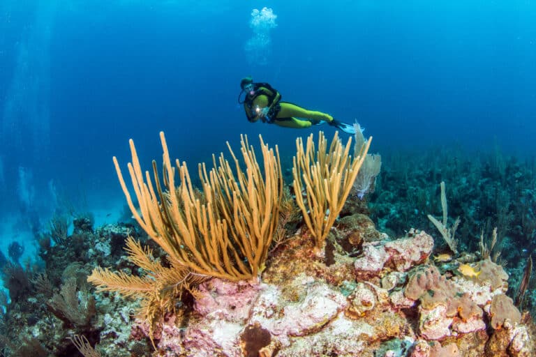 A diver on the Belize Barrier Reef - one of the best things to do in San Pedro, Belize