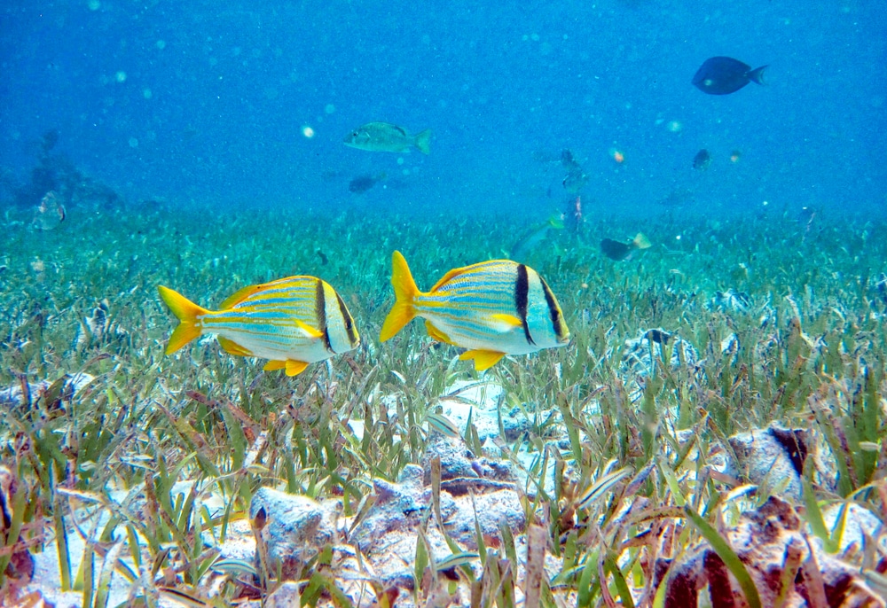 Colorful fish swimming at the Hol Chan Marine Reserve in Belize
