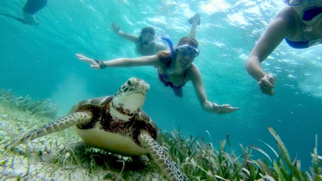 women snorkeling above sea turtle at ambergris caye