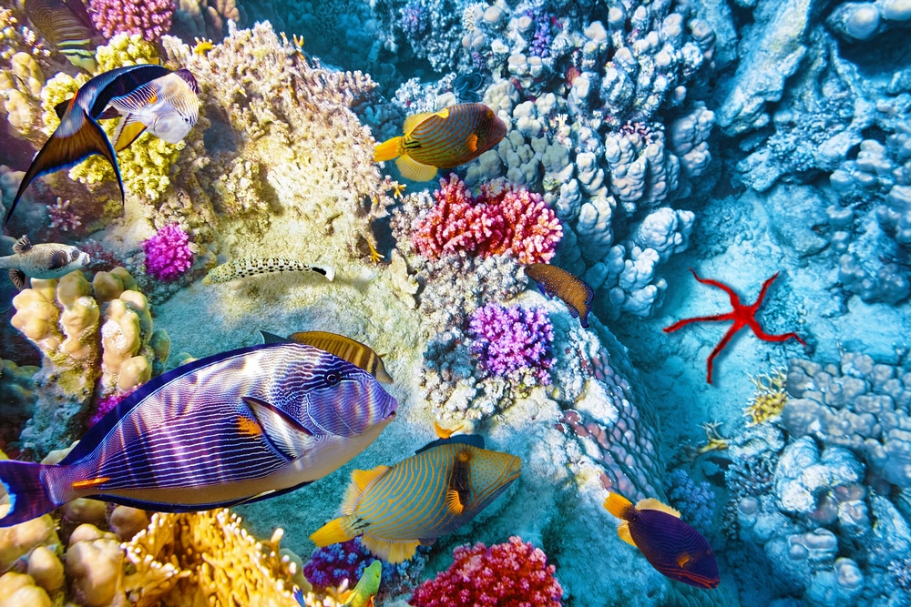 Colorful fish on the Belize Reef near our Belize Resort
