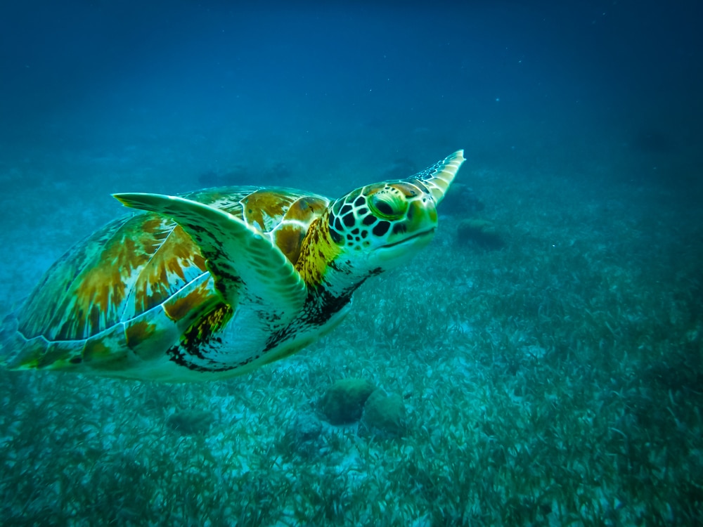 Snorkeling and diving with turtles is one of the best things to do in Belize