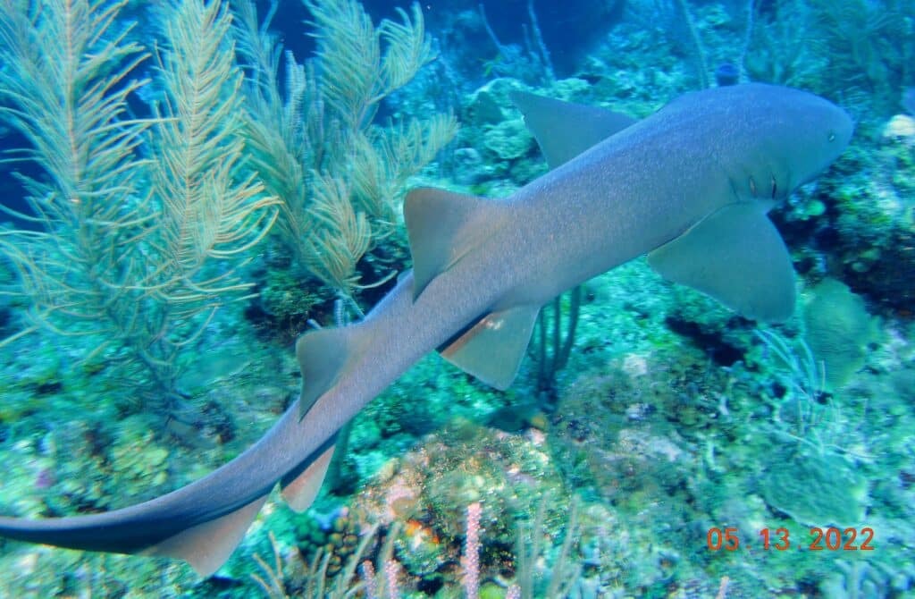 Discover sharks in the underwater world with our Belize vacation packages